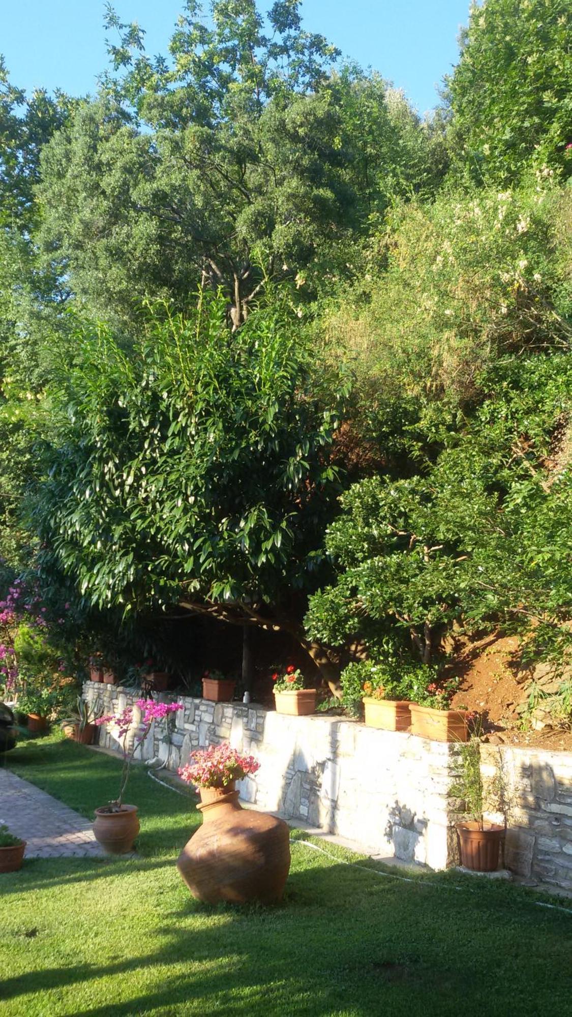 Villa Dimitra 斯卡拉伯塔麦斯 外观 照片